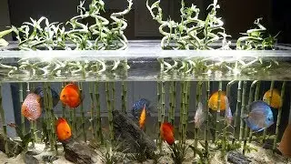 Fishroom Update 02/2018