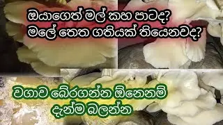 Causes of mushroom yellowing and how to prevent it / බිම්මල් කහ වීමට හේතු සහ එය වළක්වා ගන්නේ කෙසේද?