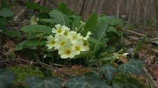 Trsat, Hartera, kanjon Rječine, Veli vrh, Katarina - 02.04.2018