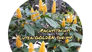 GOLDEN SHRIMP PLANT/pachystachys lutea plant care Malayalam with English subtitles/LOLLIPOP PLANT