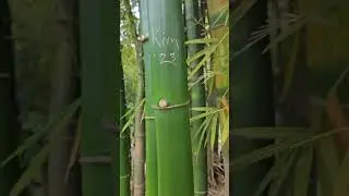 Carving name on bamboo stalks