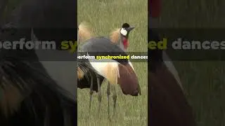 Amazing Facts about Crowned Cranes Social Structure #birds #fascinatingbirds #fascinatingwildlife