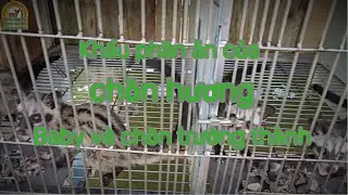 Khẩu phần ăn của chồn hương baby, trưởng thành