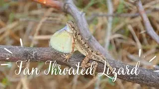 Fan Throated Lizard 