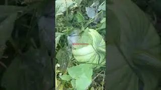 #PumpkinASMR #GardenASMR #GrowingPumpkins #NatureASMR #RelaxingGarden #ASMRNatureSounds #GardenLife