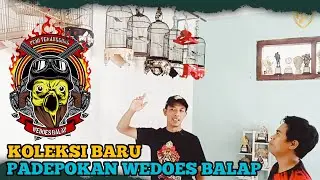 SIDAK RUMAH OM SULIS KOLEKSI PLECI BARU PADEPOKAN WEDOES BALAP - MARKAS TJM - #plecimania