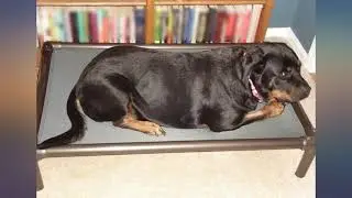 Kuranda Dog Bed - Chewproof Design - Walnut PVC - Indoor - Elevated - High Strength review