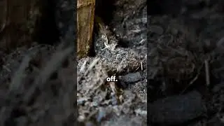 The Trick to Prevent Overwatering Your Plants