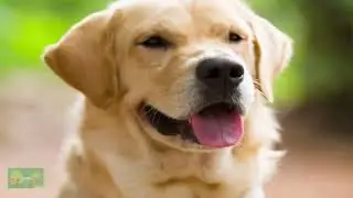 Spiritual Insights From Labrador Retrievers: Lessons In Unconditional Love | Divine Designs
