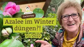 Muss man die Azalee im Winter d&uuml;ngen?