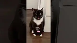 Котомафия выбрала сделать Сыткинса логотипом бренда😻 Как вам идея?🐾