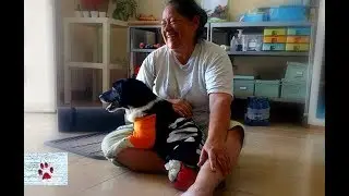 Thriving in two legs - Dodo, the dog that lost everything