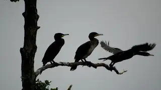 Aalbude - Neukalener Moorwiesen - Gro&szlig;e Rosin