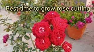 Best time to grow rose cutting december #plantsera #roses #gardening 