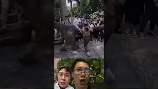 T-red get mad #zoo #animals #funny #dinosaur #cute #music #love #song