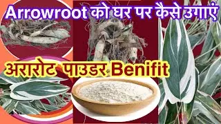 How to Plant Arrowroot! Variegated Arrowroot Plant Care & Propagation! Health Benefits & Usages
