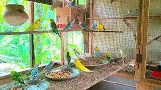 Budgies birds sound in my colony // budgie birds breeding colony Assam