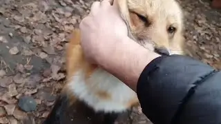Ли Сяо / Alice the Fox Лиса Алиса (Как бегает Алиса?!!)