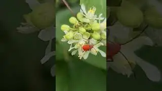 Red nymph on flowers Playa del Carmen Mexico insect life #nature #tropical #explore #wild #caribbean