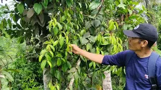 CARA  MEMILIH TAJAR YANG BAIK.POHON RANDU ATAU KAPAS , RAMBATNYA POHON KEMUKUS, APA KEKURANGAN..??