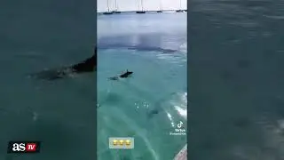Perro sorprende, se avienta al agua y espanta a un tibur&oacute;n | AS Am&eacute;rica