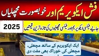 College road Rawalpindi Market Aquarium fish and fish food price update 2025