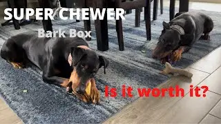 BarkBox Super Chewer Toys Misha and Ruby's review