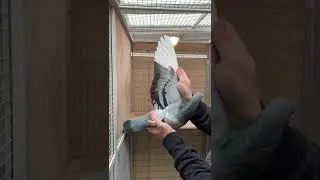 Kittel - world famous top racer and breeder racing pigeon @kattimanipigeons