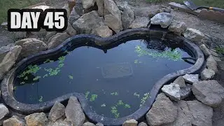 Adding Fish To My New Koi Pond