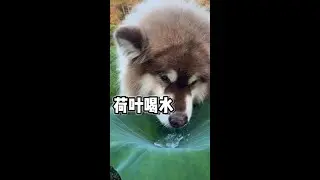 Rula lala, lala~ # Pet Owner's Diary # Alaskan Malamute # dog @PetKuaishou (O40300091)