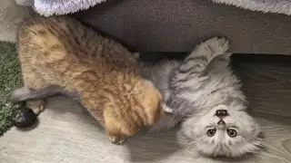 Вислоушки играют, прямоушки отдыхают 😊