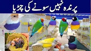 Finch Farming High Profit Margin Businesses In Pakistan (BUSINESS IDEA)
