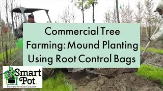 Commercial Tree Farming; Mound Planting Using Root Control Bags