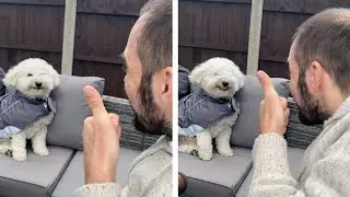 Happy Dog Can't Stop Smiling