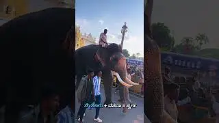 #elephantprocession #elephant #dasara #abhimanyu #caption #team #festivalsofindia #tourist
