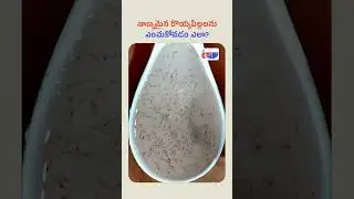 How To Identify Quality Shrimp Seed | Fishery News Telugu