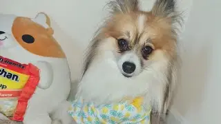 Toby pom models yellow gear. #dog #papillon #pomeranian Music: VoyageMusician: @iksonmusic