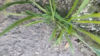 Milh&atilde;-Verticilada/Nome Ci&ecirc;nt&iacute;fico:(Setaria verticillata) (L.) P.Beauv.[Ler Descri&ccedil;&atilde;o]
