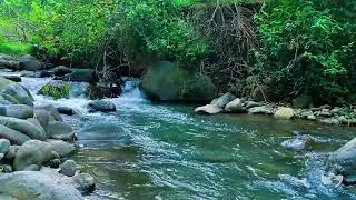 Relaxing River Sounds for Sleeping All Night | Calm Natural Water Flow
