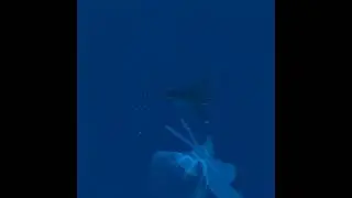 My most genuinely horrific experience in VR - death by Great White: Ocean rift
