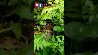 Biggest Python #shorts #video #viral #reels #shortvideo #viralvideo #python #shortsfeed #shortsvideo