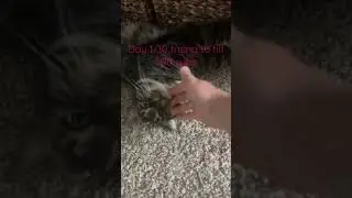 Day 1/10 #like #subscribe #trends #comment #funny #cat