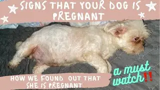 SIGNS THAT YOUR DOG IS PREGNANT | HOW WE FOUND OUT THAT SHE IS PREGNANT | A MUST WATCH‼️