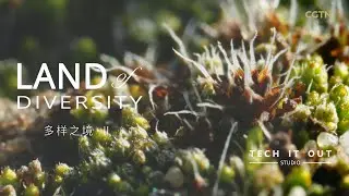 Tiny but mighty: The desert moss you've never heard of