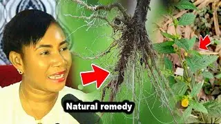 Try tweta plant  (sida acuta) if have this problem especially men and women who....