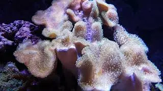 Cryptocaryon irritans marine White spot Update 3 days on