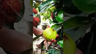 cristal guava fruit #videoviral