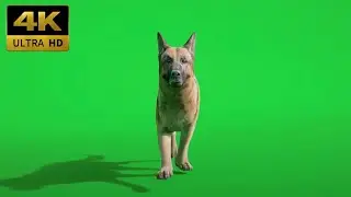 046 - Green Screen | Chroma Key | Animal 4K | Dog