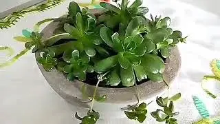 Orostachys Malacophylla