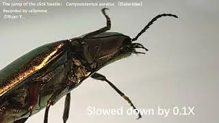 The clicking of Elateridae
